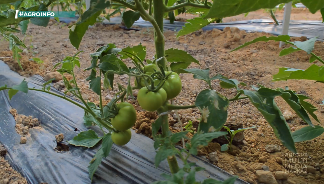 Узбекские ученые вывели новый сорт помидора