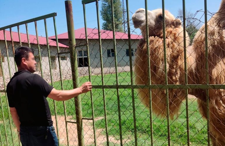 «Хуже животных»: В Ташкентском зоопарке мужчина выдрал верблюду клок шерсти