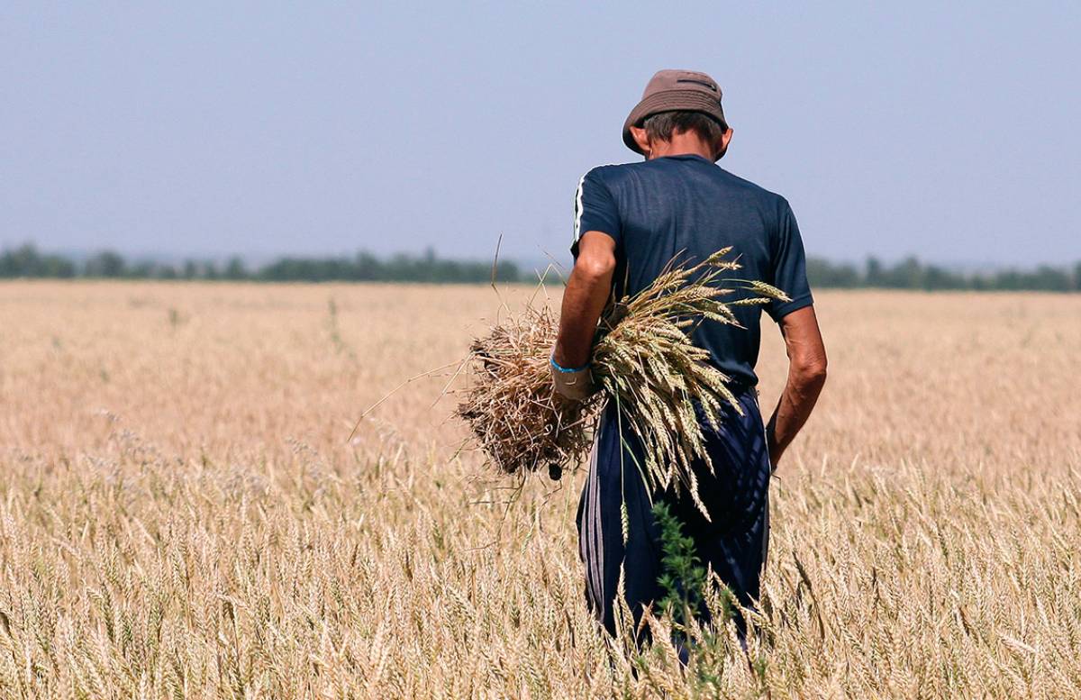 В мире осталось пшеницы на считаные недели