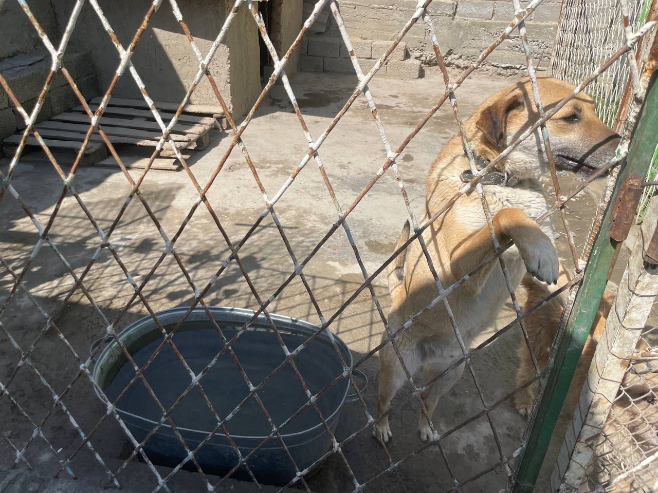 В Самарканде снова захотели закрыть единственный приют для бездомных животных
