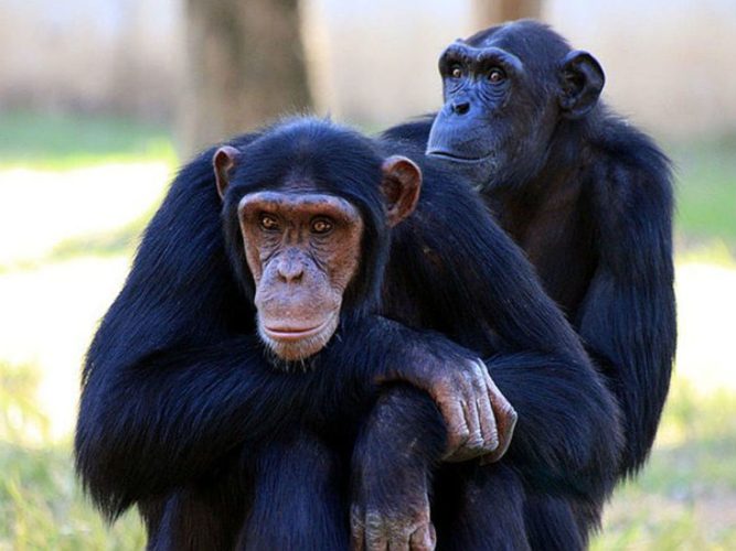 В ВОЗ подтвердили более трех тысяч заражений обезьяньей оспой в 50 странах