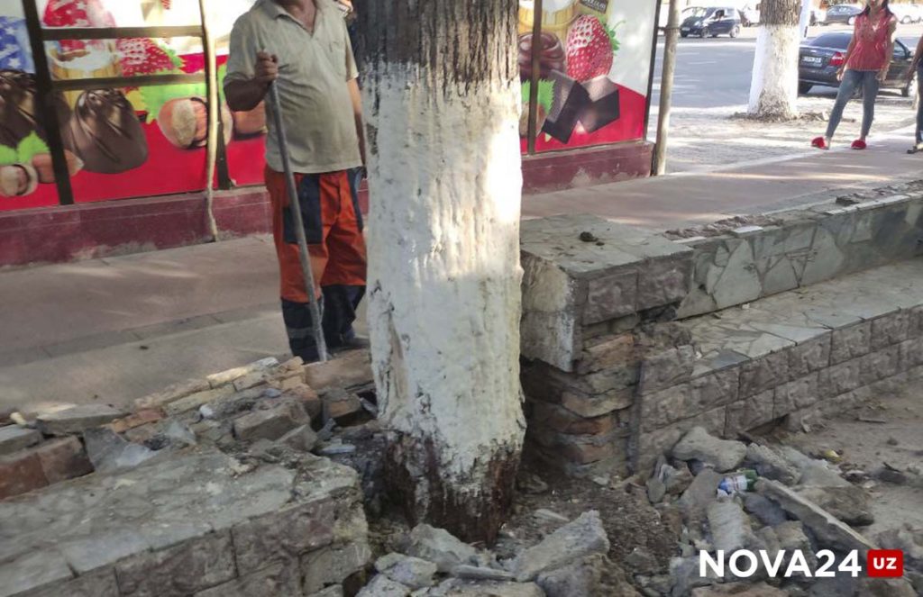 В Ташкенте освободили замурованные в бетон деревья на одной из улиц — фото