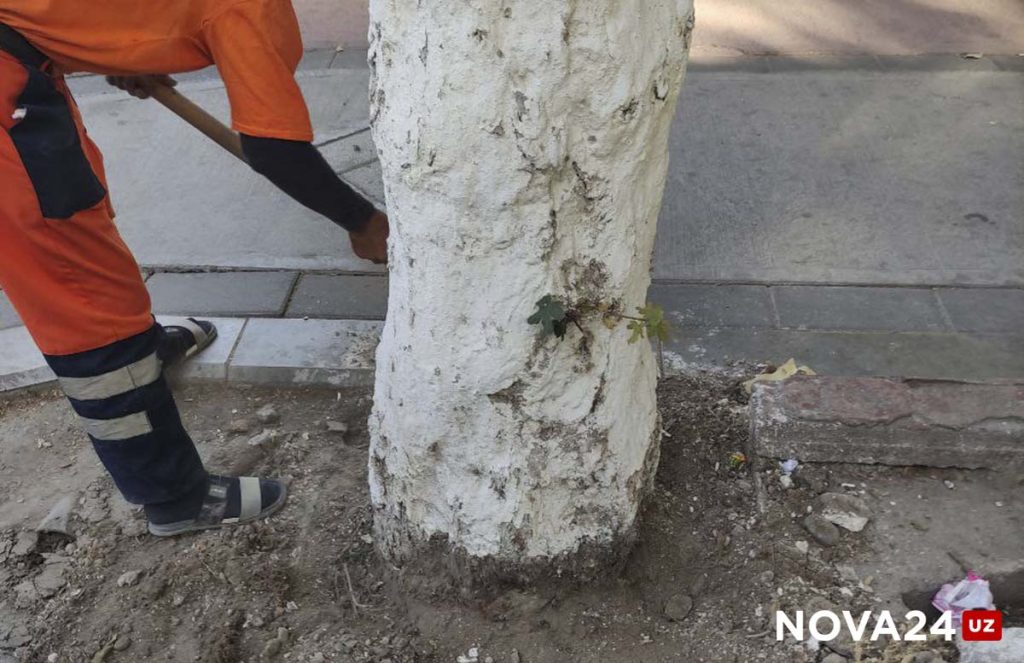 В Ташкенте освободили замурованные в бетон деревья на одной из улиц — фото