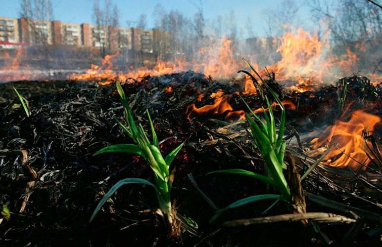 Узбекистанцев призвали не сжигать остатки урожая на полях