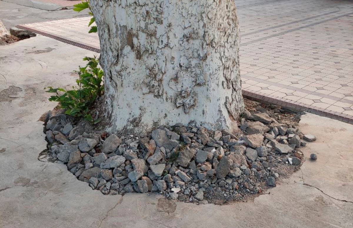 Ташкентцы вновь пожаловались на забетонированные деревья — видео