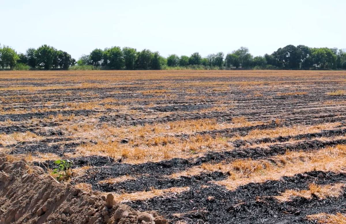 Узбекистанцев попросили не поджигать пшеничные поля