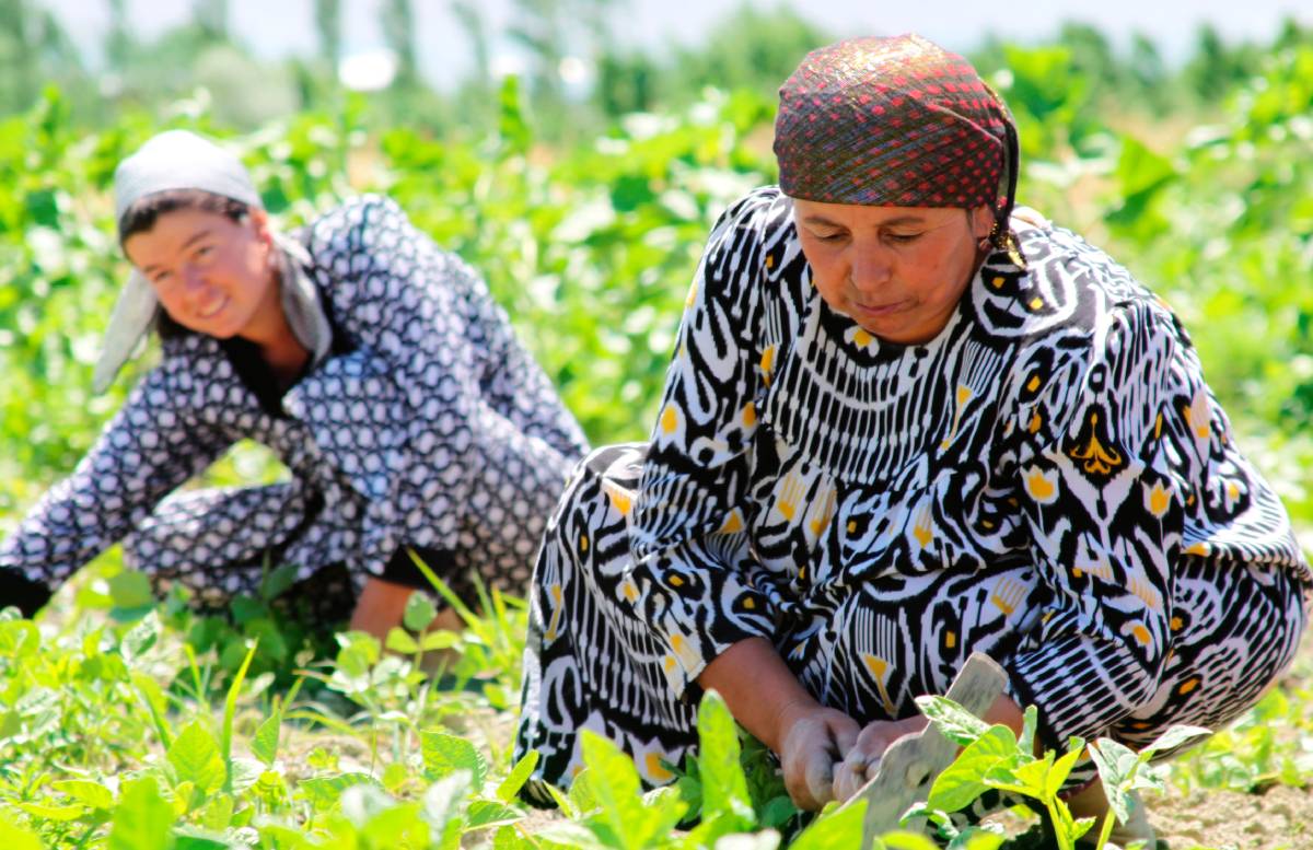Таджикские женщины в поле