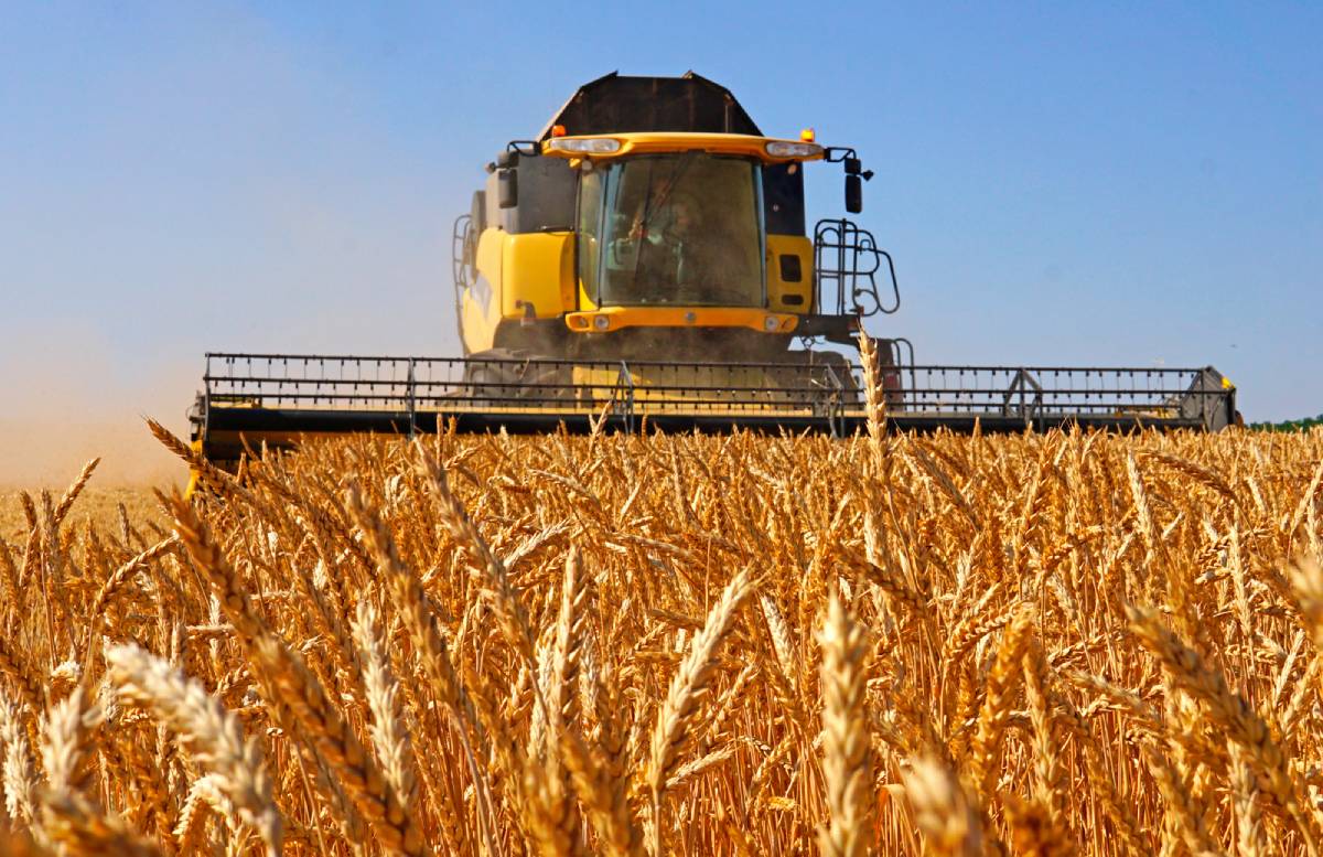Выяснилась главная мера по стабилизации цен на муку и зерно