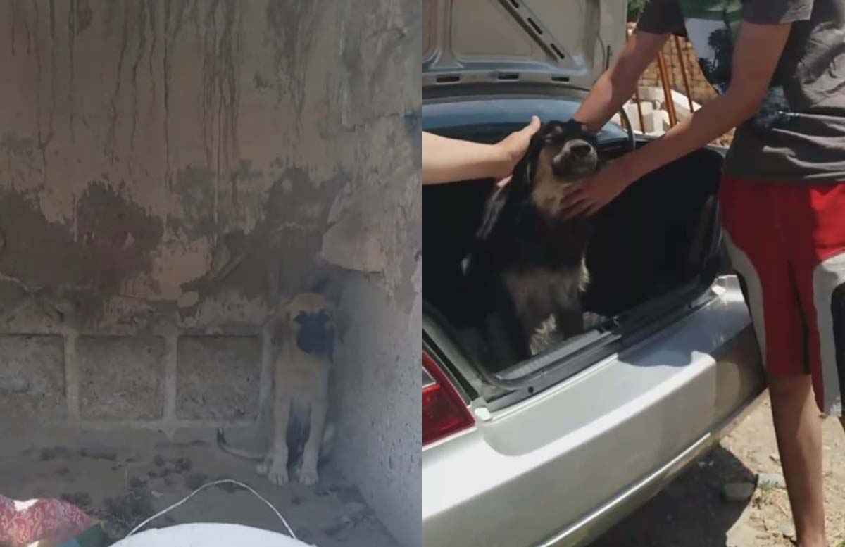 «Геройство МВД и шесть спасенных жизней»: В Джизакской области служба отлова грозилась убить собак