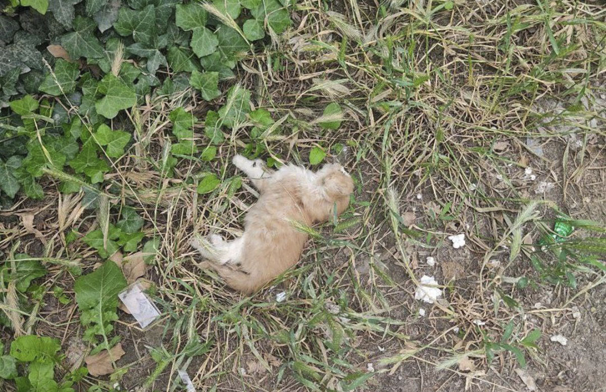 В Ташкента потравили около десятка бездомных собак и кошек — видео