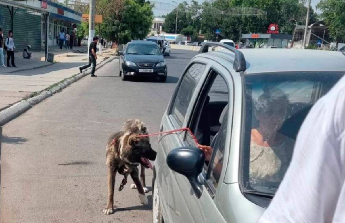 В Ташкенте мужчина проехался на автомобиле с привязанной собакой – Новости  Узбекистана – NOVA24.UZ