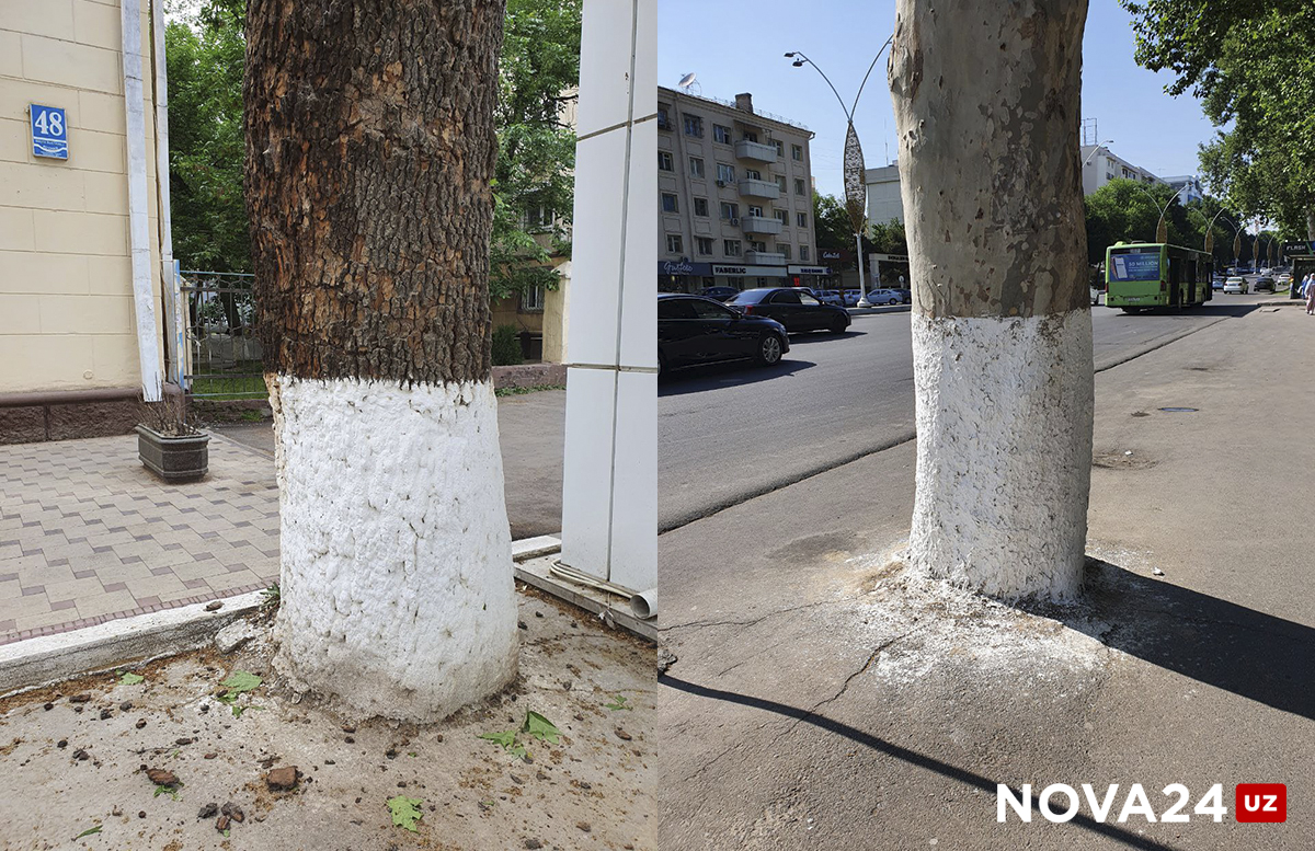 Забетонированные и забытые: в одном из районов Ташкента замуровали деревья