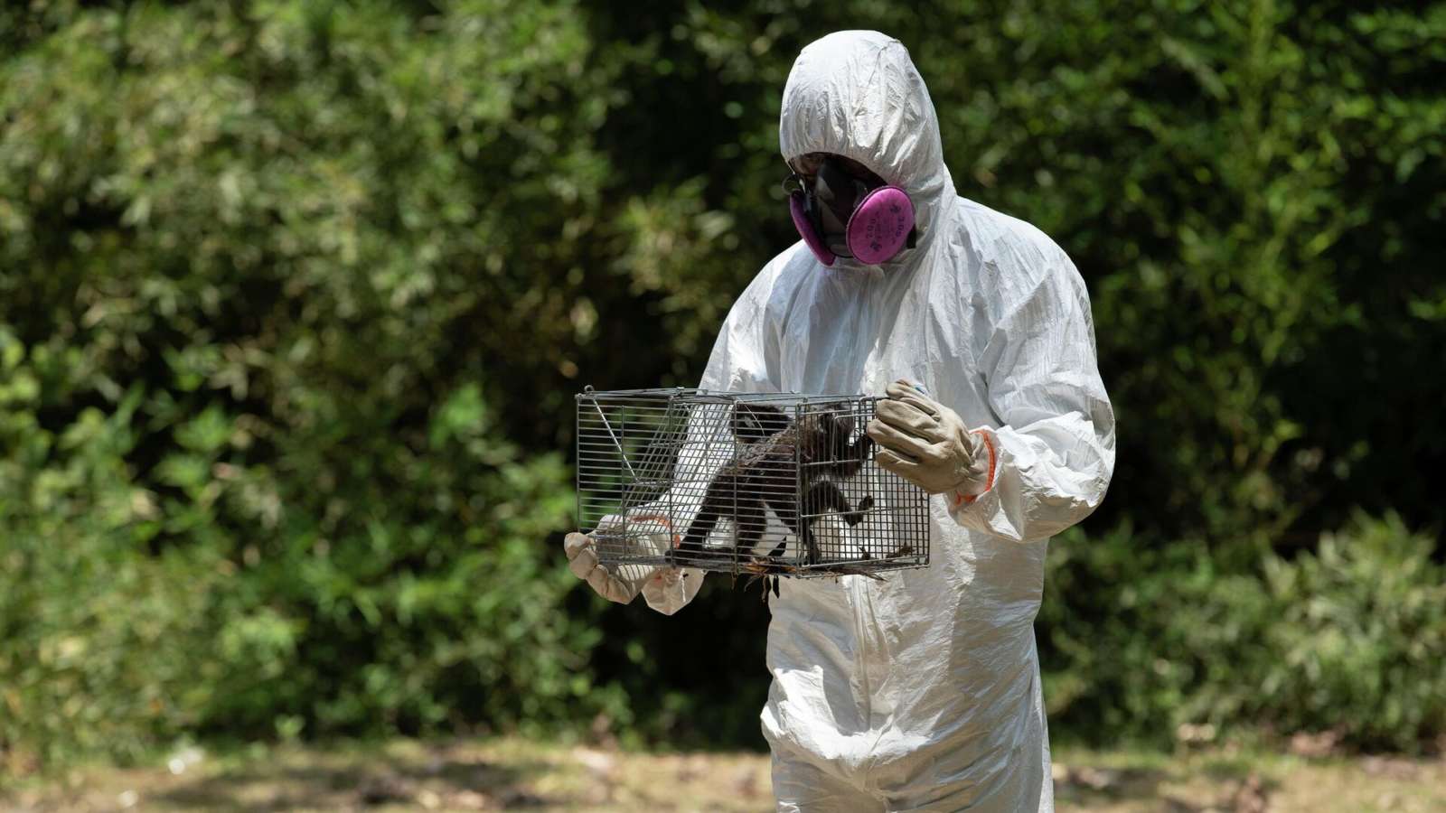 ВОЗ призвали объявить вспышку оспы обезьян пандемией