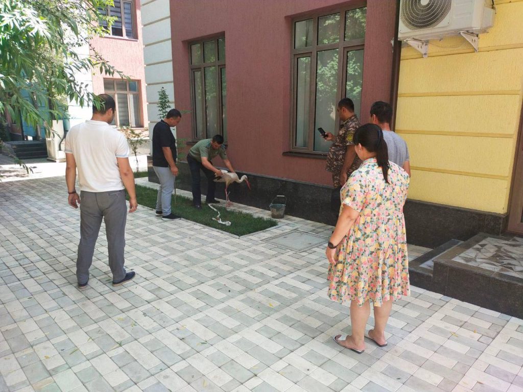 В одном из частных детских садов Ташкента держали на привязи больного аиста