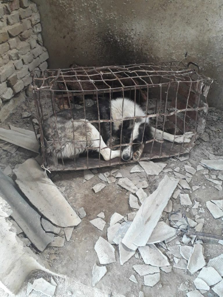 «Геройство МВД и шесть спасенных жизней»: В Джизакской области служба отлова грозилась убить собак
