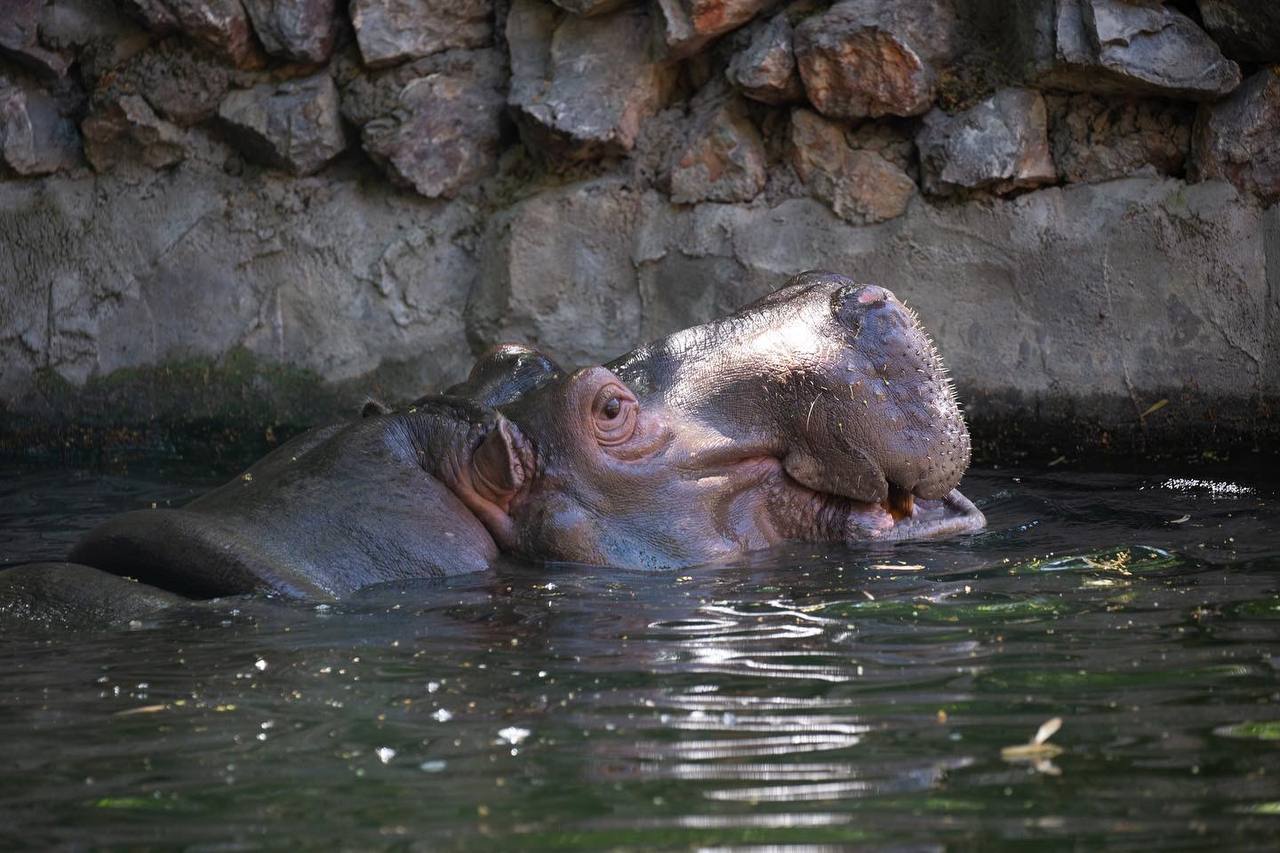 В Ташкентском зоопарке рассказали, как животные переносят «чиллю»