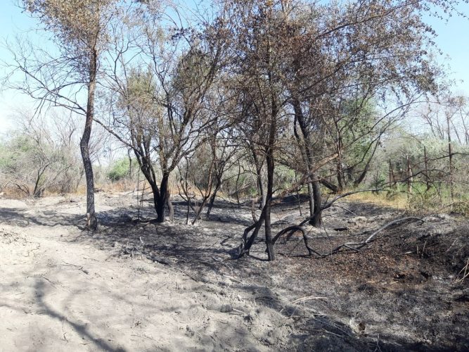 В Самаркандской области в Зарафшанском парке произошел пожар