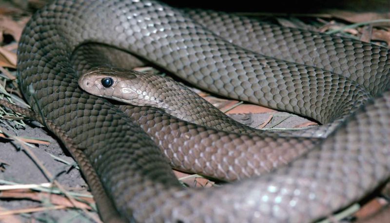 В Ташкентском зоопарке в вольер со змей якобы попал слепой щенок