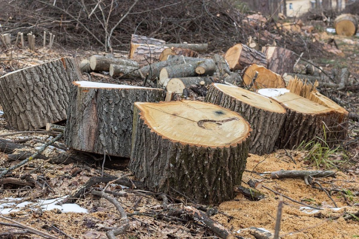 Узбекистанцы выплатили многомиллиардные штрафы за вырубку деревьев