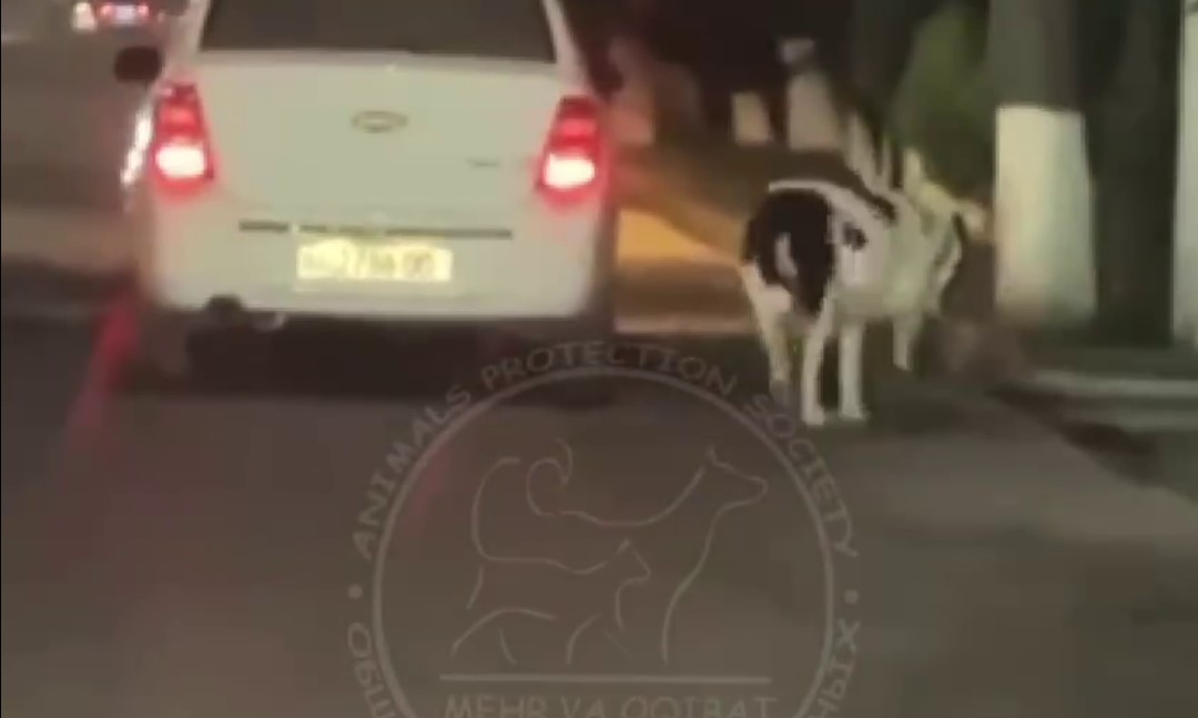 На дорогах Ташкента заметили еще один автомобиль с привязанной собакой