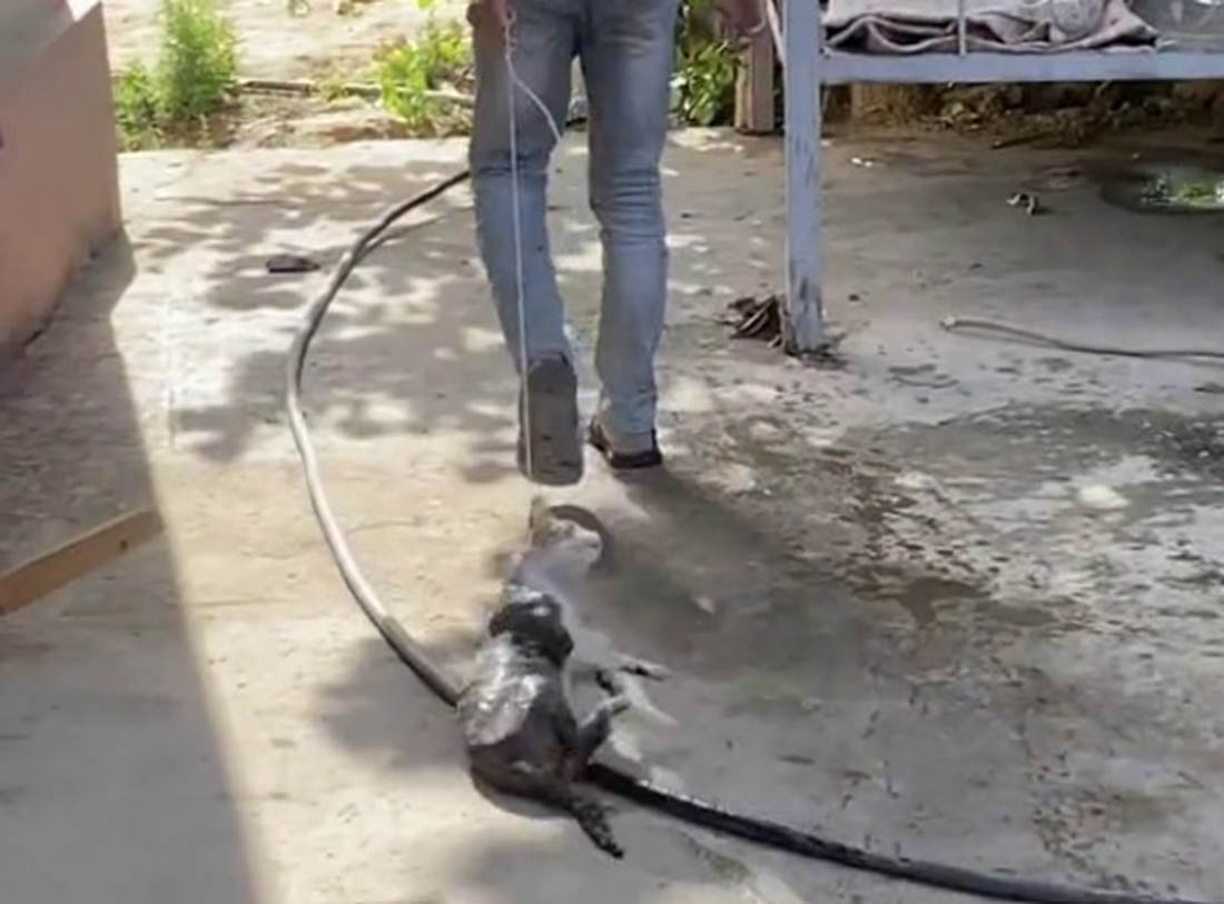 Жестокость ради TikTok: В Узбекистане парень волочил котенка, накинув петлю на его шейку