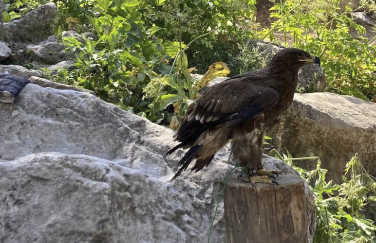 В Зааминском заповеднике снова держат беркута в заточении