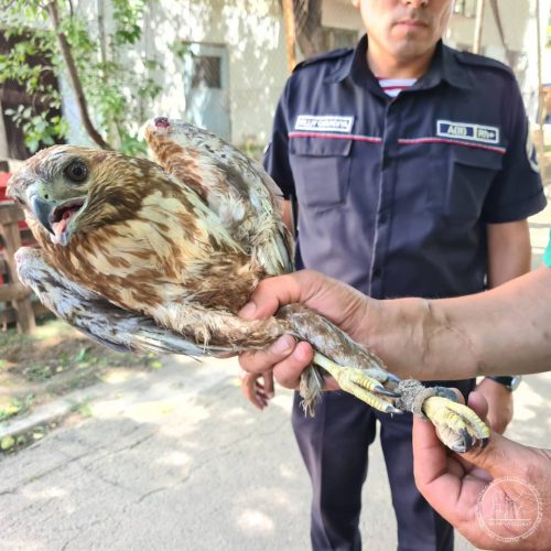 В одном из парков Ташкента в неволе держали краснокнижного орла