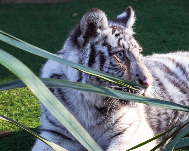 В Ташкентский зоопарк привезли белого тигра из ОАЭ