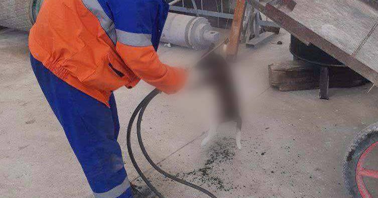 Работники цементного завода в Джизаке мучают животных
