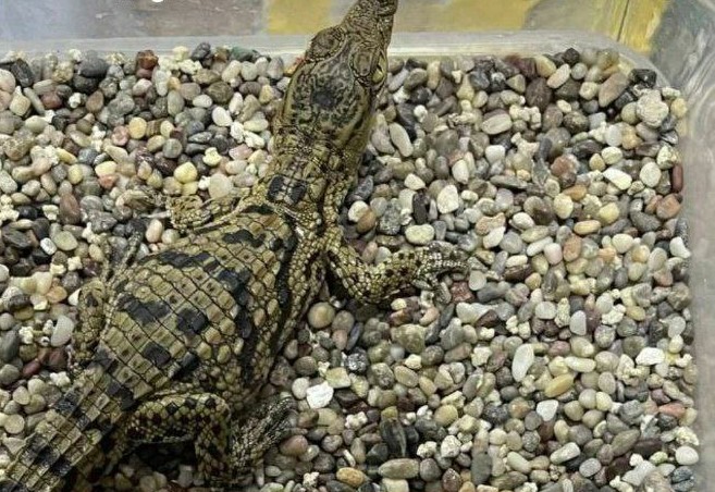 В Узбекистане продают детенышей крокодила