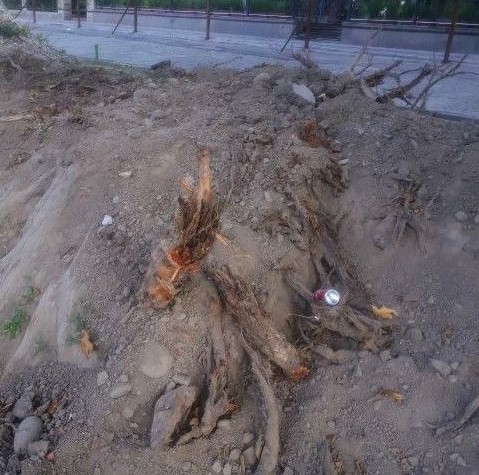 В Ташкенте пытаются скрыть повреждения корневой системы 11 деревьев