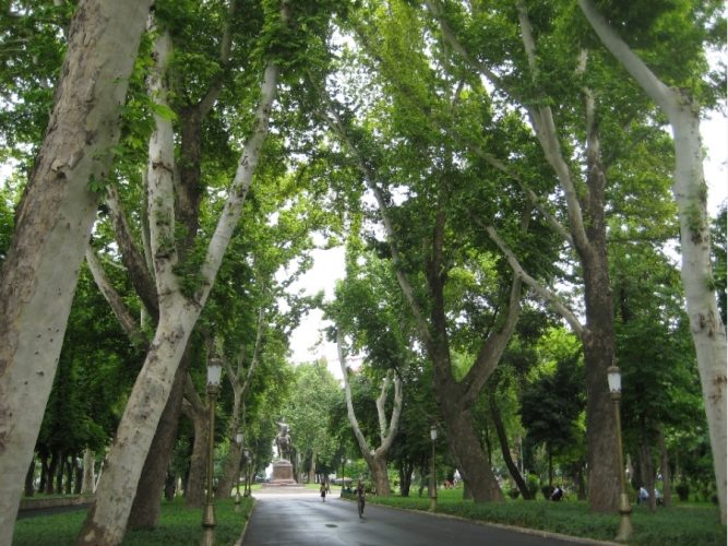 В Узбекистане инвентаризируют растущие без присмотра деревья