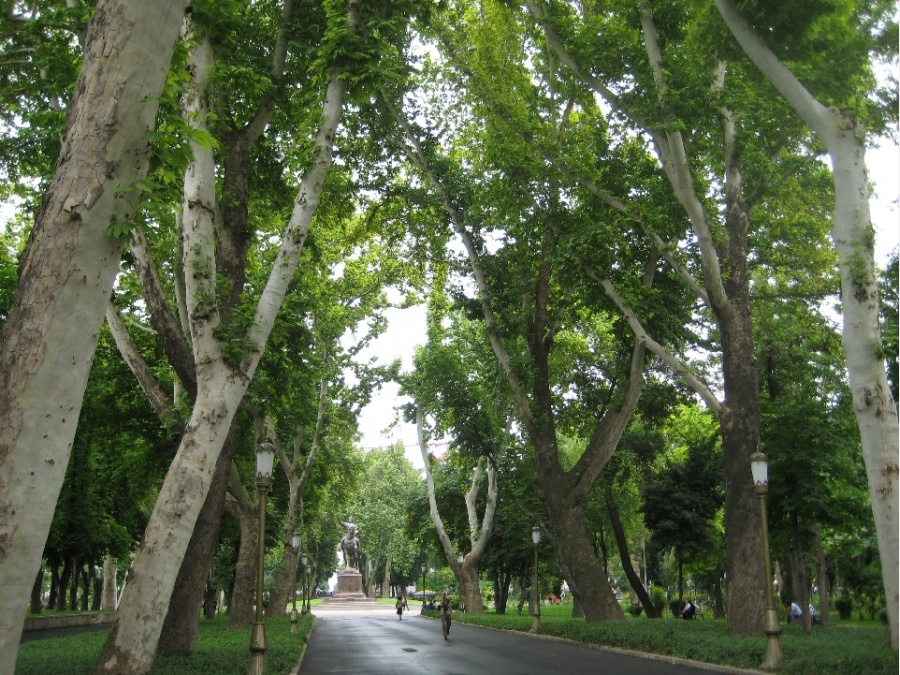 Деревья узбекистана фото с названиями