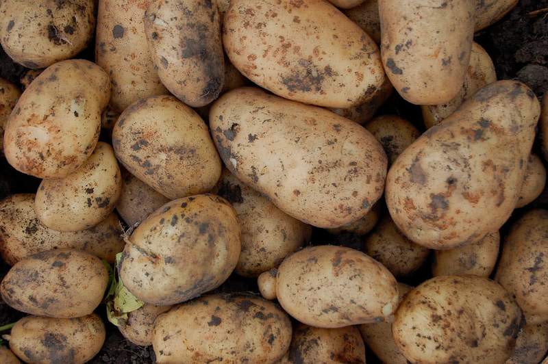 Выяснился главный поставщик картофеля в Узбекистан