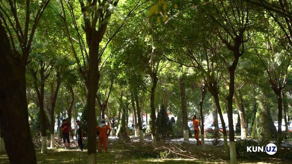 В центре Ташкента началась реконструкция парка: деревья обещают не трогать