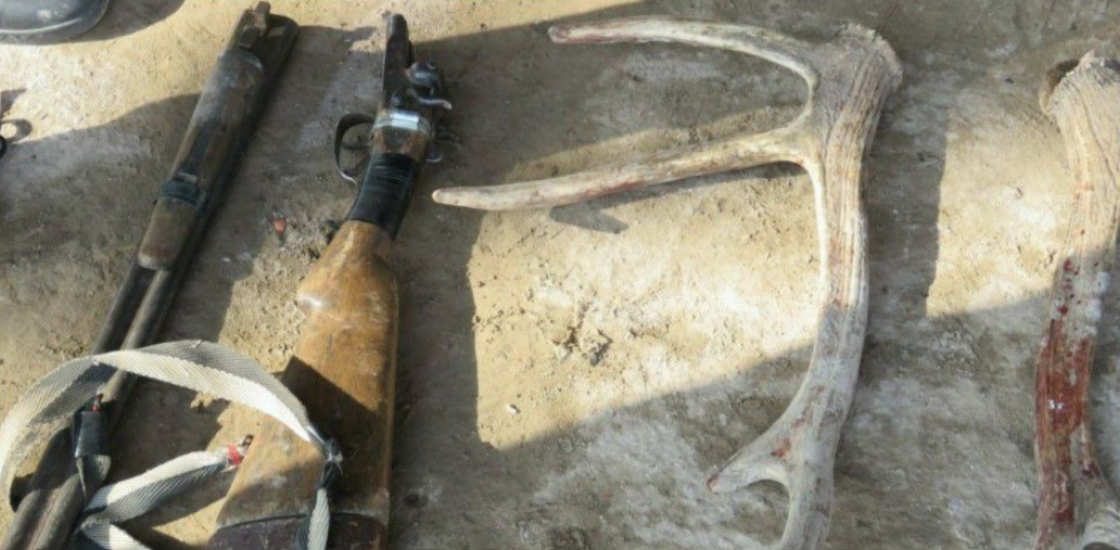 В Каракалпакстане убийц краснокнижного оленя лишат свободы на три года