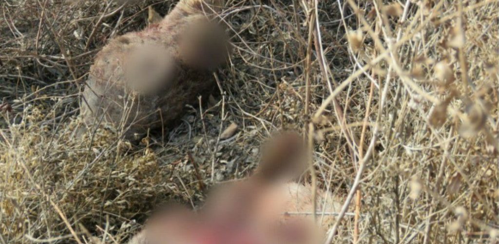 В Каракалпакстане убийц краснокнижного оленя лишат свободы на три года