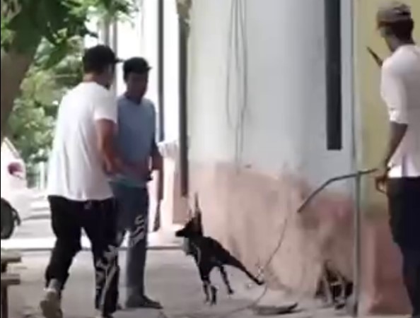 Жители Алмалыка вновь пожаловались на негуманный отлов собак