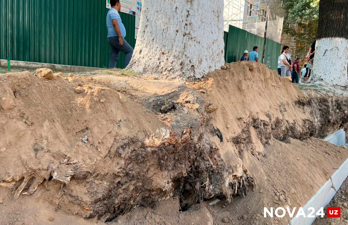Эксперты оценили цену ущерба от вырубки поврежденных деревьев на улице Чиланзар