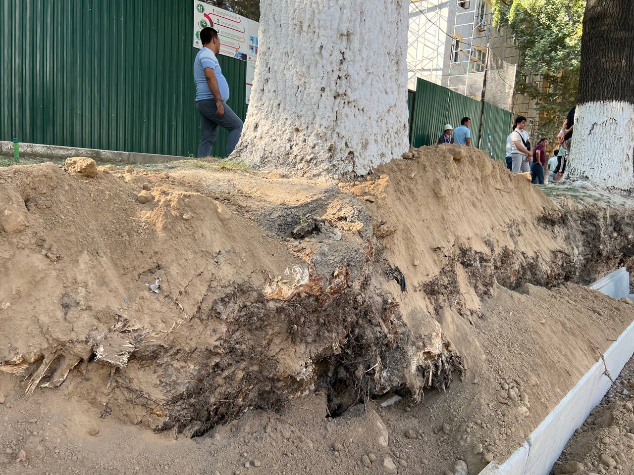 За повреждение деревьев на улице Чиланзар уволили хокима района и прокурора