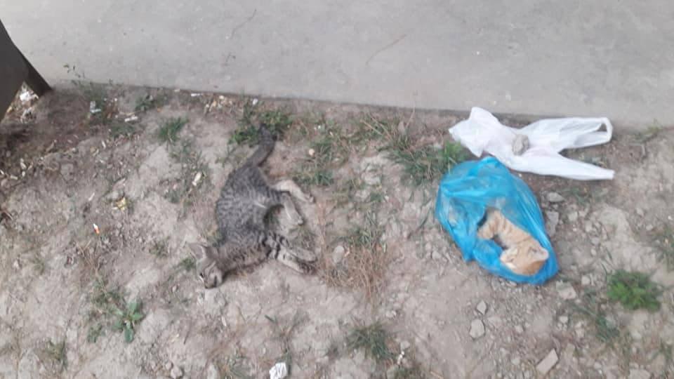 Городское управление благоустройства прокомментировало отравление кошек в Самарканде