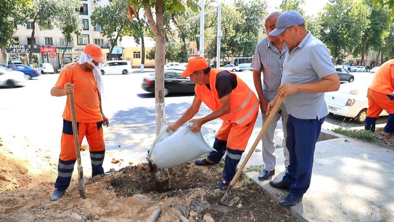 В Госкомэкологии нашли ответственных за повреждение деревьев на улице Шота Руставели