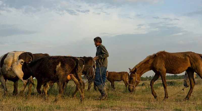 Сельское хозяйство и животноводство Узбекистана ждут перемены