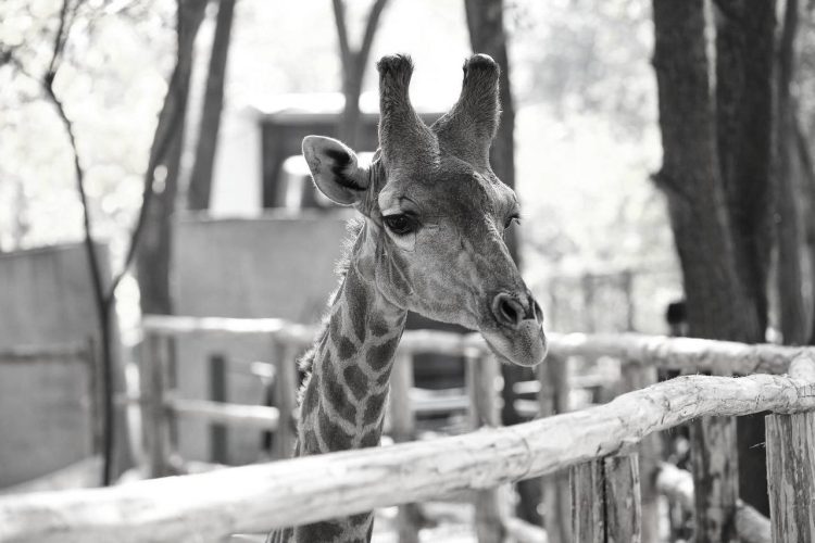 В Ташкентском зоопарке скончался единственный жираф