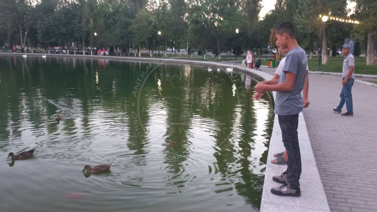 Съевшая лебедя семья из Кашкадарьи покормила птиц в Central Park
