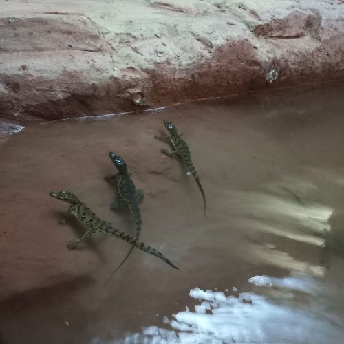 Конфискованных детенышей крокодила передали Ташкентскому зоопарку
