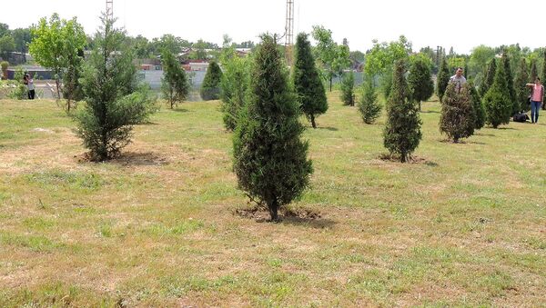 Ташкентский городской Кенгаш утвердил генплан по озеленению