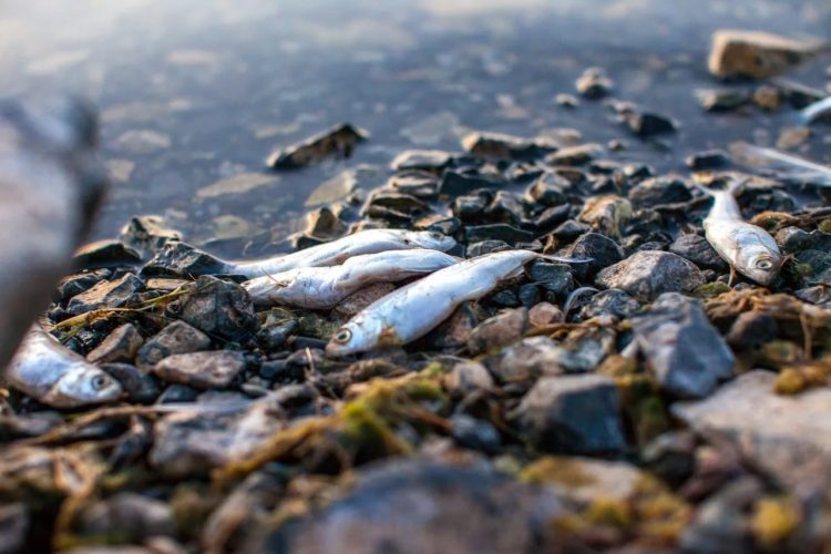 Выяснилось, откуда в реке Чирчик мертвая рыба