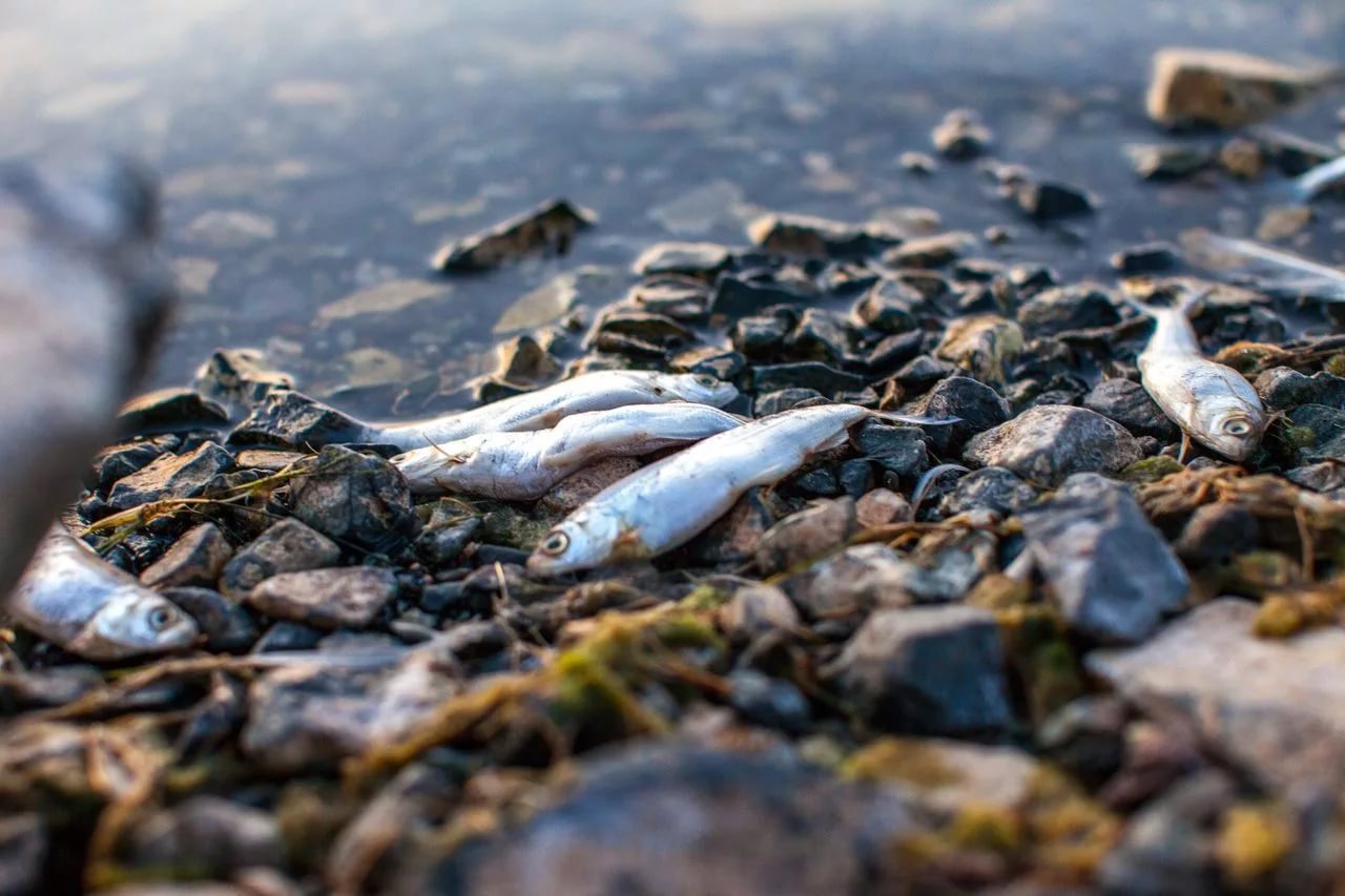 В реке Чирчик вымерла рыба