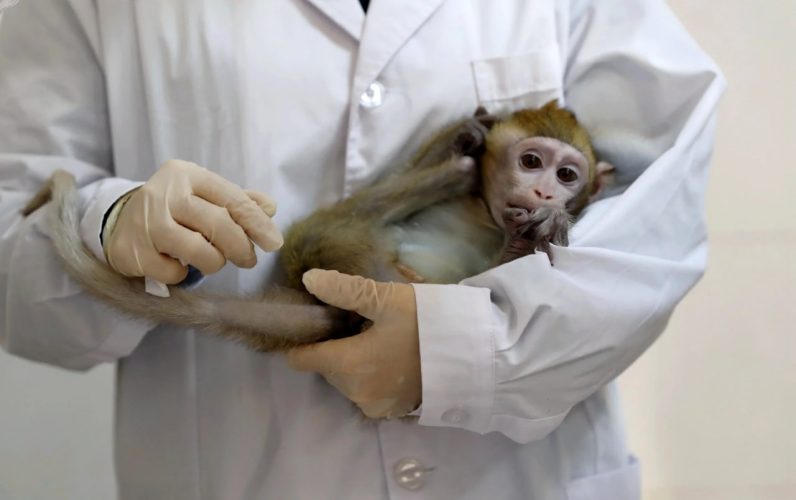 Врачи создали вакцину от оспы обезьян